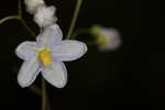 Jasmine nightshade